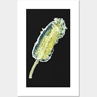 Hot pepper flower stamen with pollen under the microscope Posters and Art